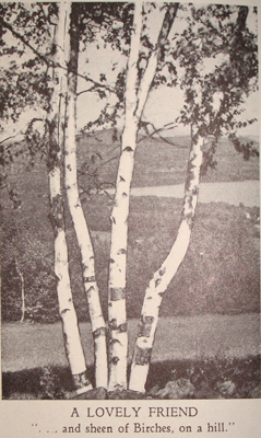 birch