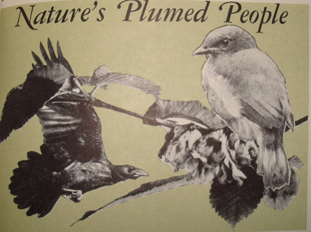 birds